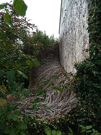 Fassadenbegrünung mit Kletterpflanzen - Absturz, Abriss von Efeu von der Fassade