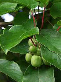 Früchte von Achtinidia argute, Kiwi,  Bayernkiwi, Weiki