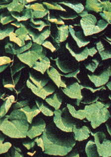Aristolochia macrophylla schindelartige Blattanordung 