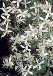 Clematis terniflora, syn. maximowicziana, paniculata, dioscoreifolia
