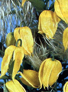 BlüteClematis tangutica, Goldwaldrebe, Mongolenrebe, Rankpflanze zur Fassadenbegrünung an Rankhilfen