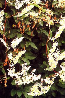 Blüte und Nüsschen von Fallopia aubertii Knöterich, Schlingknöterich, (Polygonum)