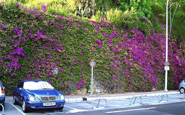Image 12 - Greened wall in Monaco (comparable to image 11) a few weeks after maintenance