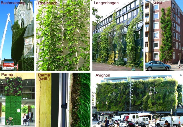 Based on practical experience ... information on the successful implementation of facade greening