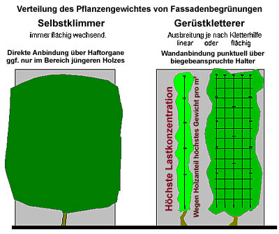 Verteilung des Gewichtes von Kletterpflanzen bei Fassadenbegrünungen
