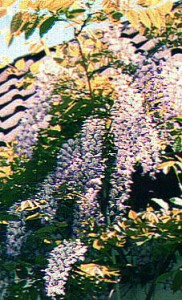 Hauptblüte von Wisteria sinensis Blauregen, Glycine